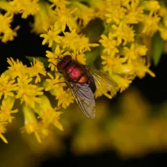 Blue-green Bottle Fly thumbnail 3