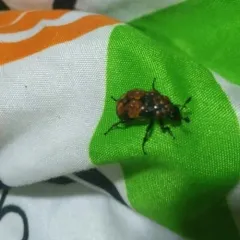 Boreal Burying Beetle thumbnail 2