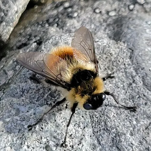 Reindeer Warble Fly