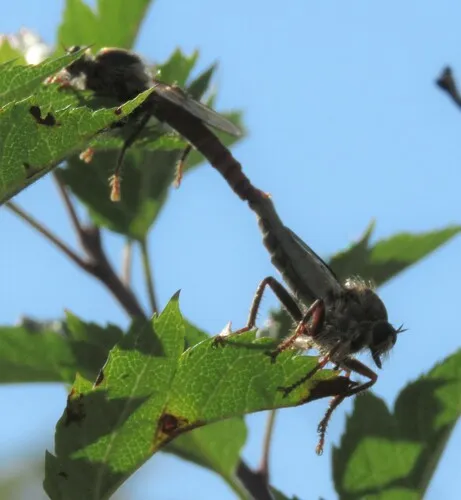 Scleropogon bradleyi