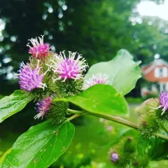lesser burdock thumbnail 3
