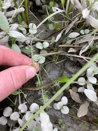 Ussurian water-milfoil