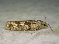 Larch Needleworm thumbnail 4