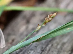 Blue Sedge thumbnail 2
