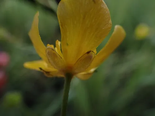 Sharpleaf Buttercup