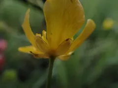 Sharpleaf Buttercup thumbnail 1