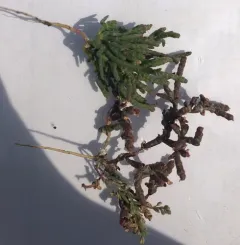 red glasswort thumbnail 3
