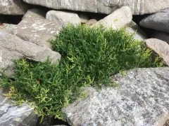 Seabeach Dock thumbnail 3