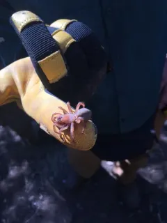 Antrodiaetus montanus thumbnail 2