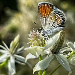 Western Pygmy-Blue thumbnail 3
