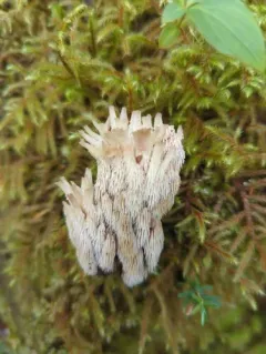 Gloiodon occidentalis thumbnail 3