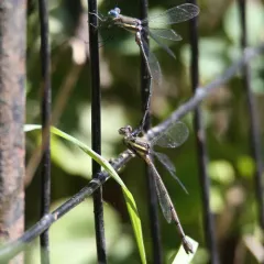 Great Spreadwing thumbnail 4