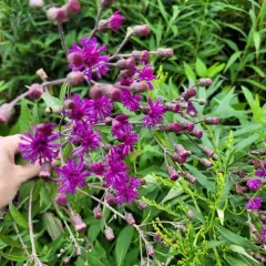 Tall Ironweed thumbnail 4