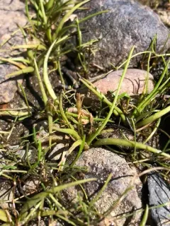 American shoreweed thumbnail 2