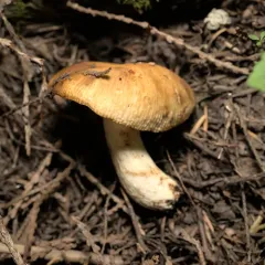 Almond-scented Russula thumbnail 2