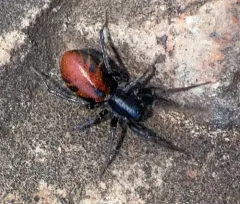 Castianeira walsinghami thumbnail 2