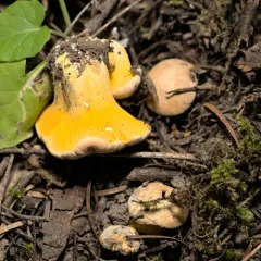 Rainbow Chanterelle thumbnail 4