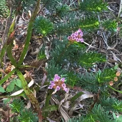 pink mountainheath thumbnail 1