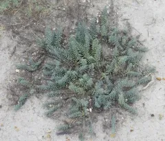 Mojave Seablite thumbnail 4