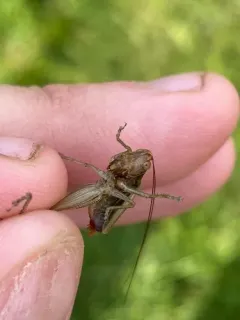 Woodland Meadow Katydid thumbnail 4