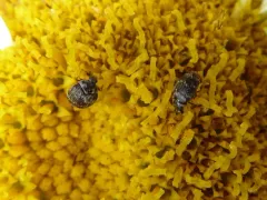 Anthrenus castaneae thumbnail 4