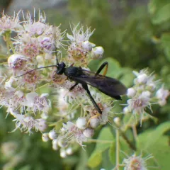 Exetastes suaveolens thumbnail 1