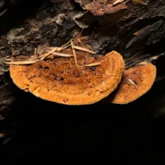 Pycnoporellus fulgens thumbnail 4