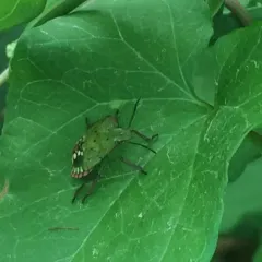 Southern Green Stink Bug thumbnail 4