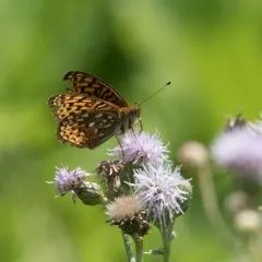 Atlantis Fritillary thumbnail 2