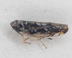 Scaphoideus melanotus thumbnail 3