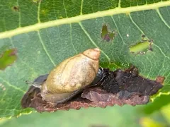Blunt Ambersnail thumbnail 3