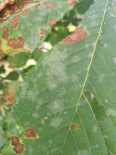 Horse-Chestnut Powdery Mildew