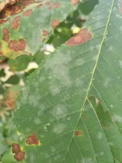 Horse-Chestnut Powdery Mildew thumbnail 1