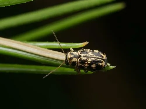 Pachybrachis peccans