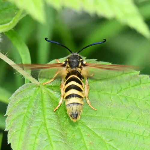 Raspberry Crown Borer