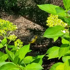 Canada Warbler thumbnail 3