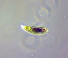 Euglena sanguinea thumbnail 3