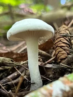Hygrophorus occidentalis thumbnail 2