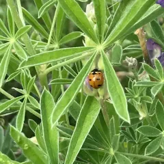 Transverse Lady Beetle thumbnail 2