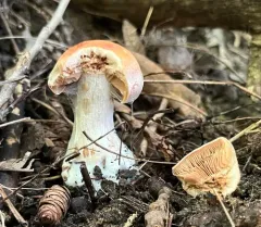 Cortinarius glabrellus thumbnail 3