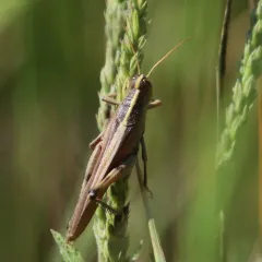 Spotted Bird Grasshopper thumbnail 4