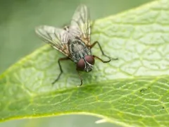 False Stable Fly thumbnail 1