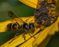 Gorytes atricornis thumbnail 4