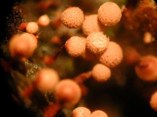 Cribraria intricata