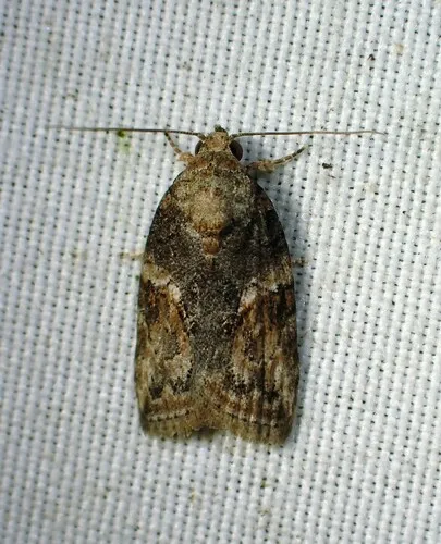 Black-olive Caterpillar Moth