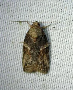 Black-olive Caterpillar Moth thumbnail 1