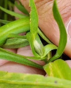 Asphondylia imbricata thumbnail 1