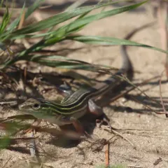 Six-lined Racerunner thumbnail 2