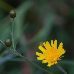 Canada hawkweed thumbnail 4