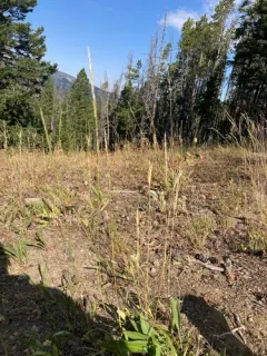 letterman's needle grass thumbnail 2